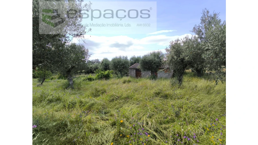 Quinta para Venda em Lardosa Foto 4