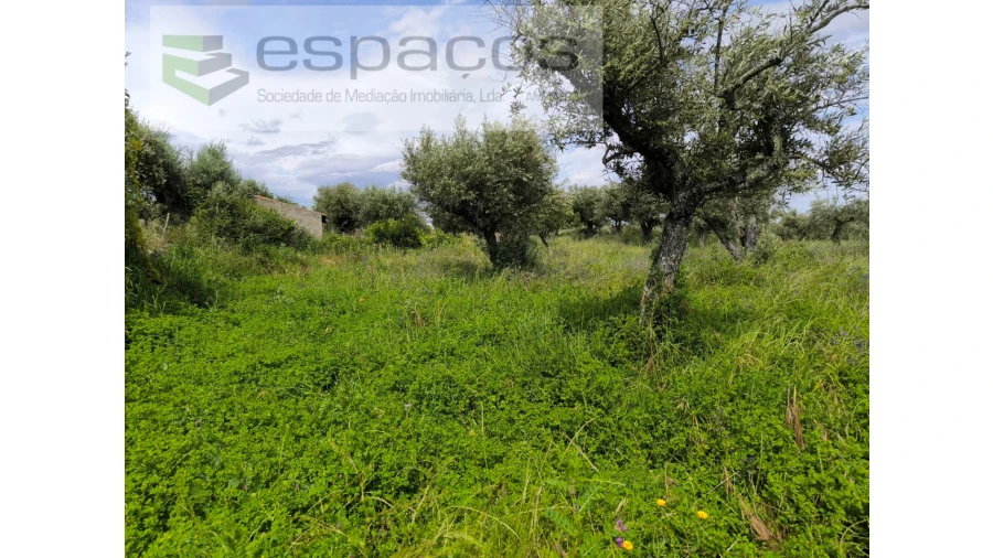 Quinta para Venda em Lardosa Foto 5