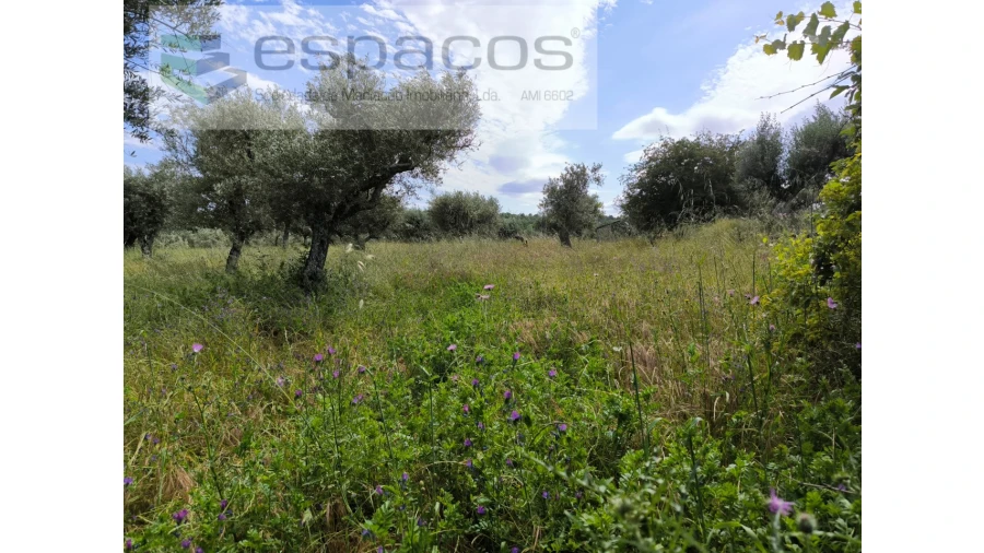 Quinta para Venda em Lardosa Foto 7