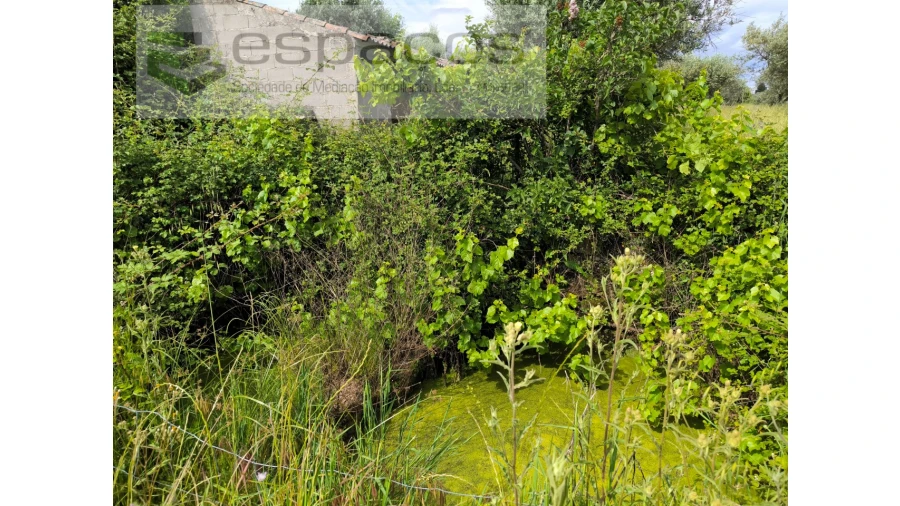 Quinta para Venda em Lardosa Foto 9