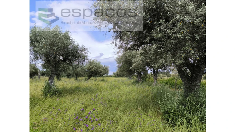 Quinta para Venda em Lardosa Foto 11