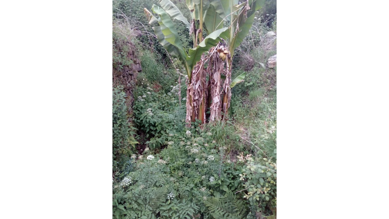 Terreno para Venda em Canelas e Espiunca Foto 11