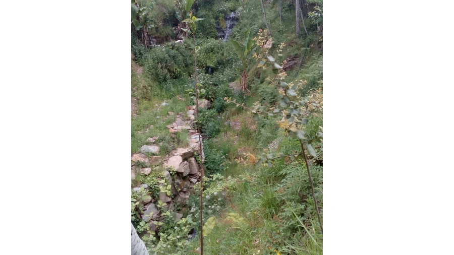 Terreno para Venda em Canelas e Espiunca Foto 6