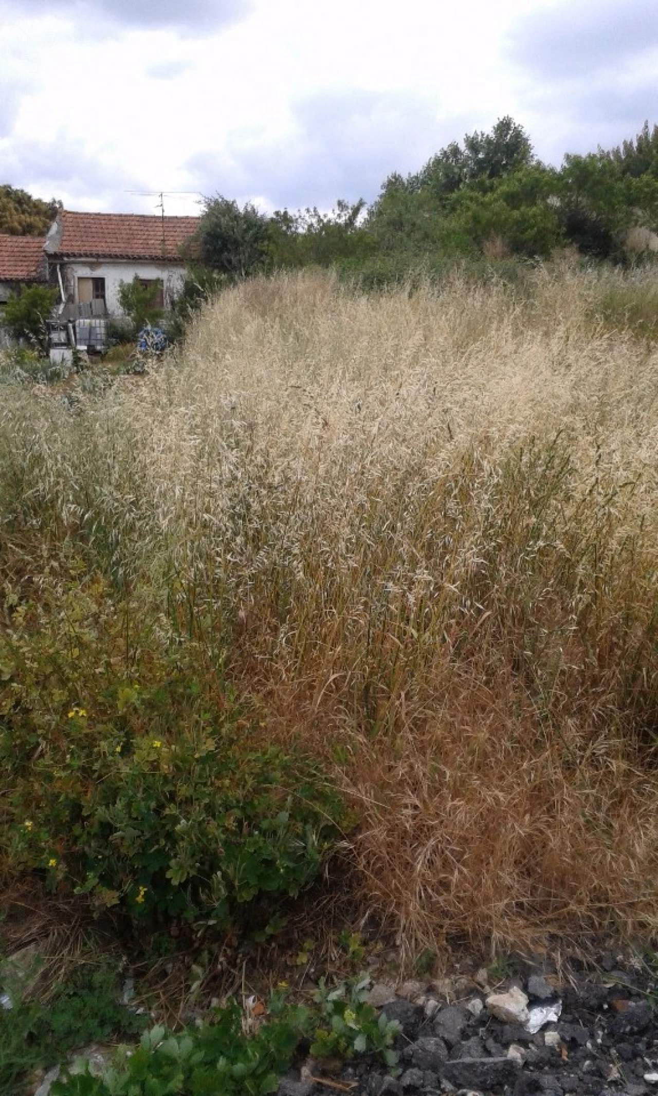 Terreno para Venda em São João da Madeira Foto 2