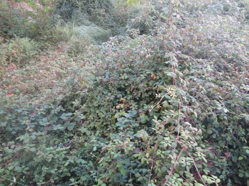 Terreno para Venda em Lobão, Gião, Louredo e Guisande Foto 1