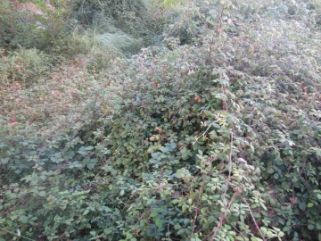 Terreno para Venda em Lobão, Gião, Louredo e Guisande