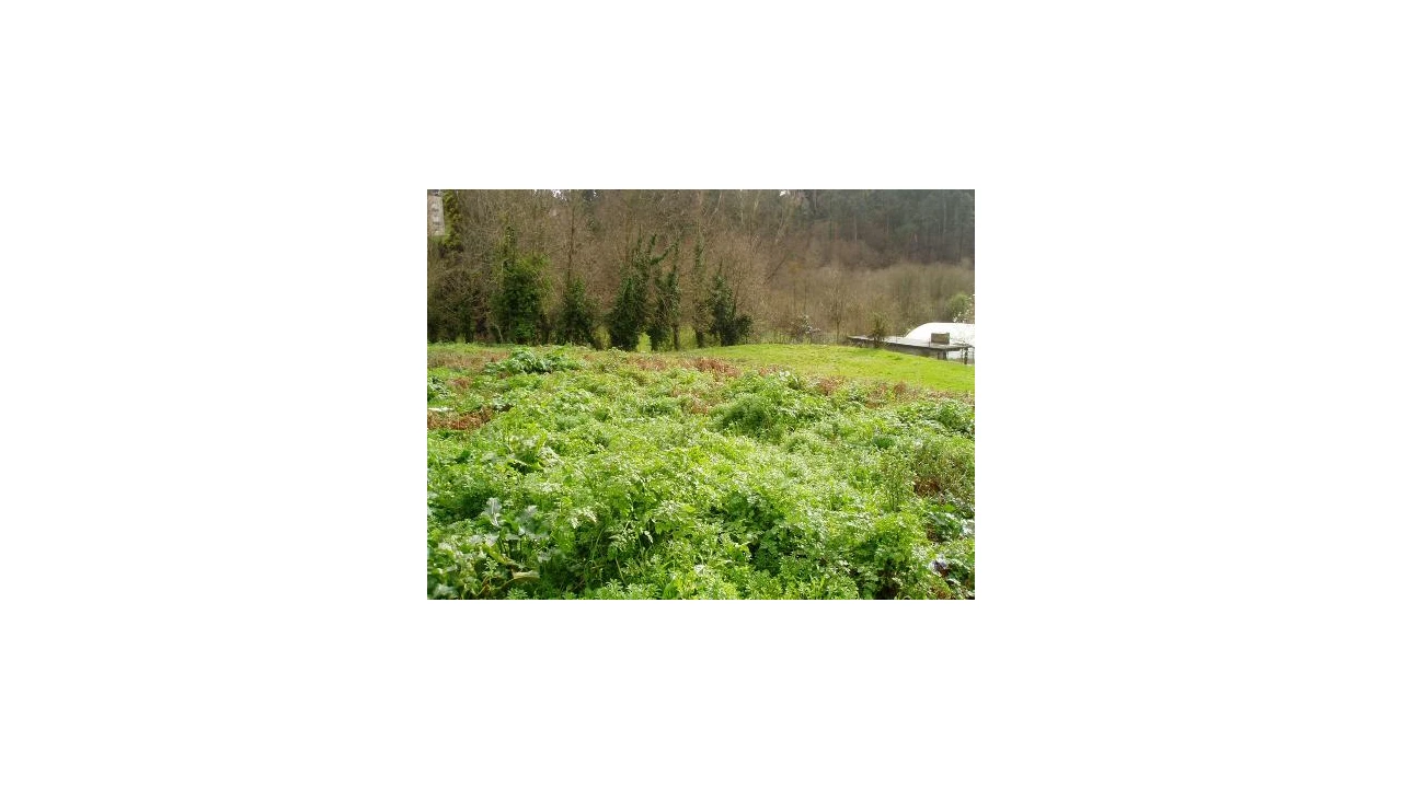 Terreno para Venda em Fornos Foto 2