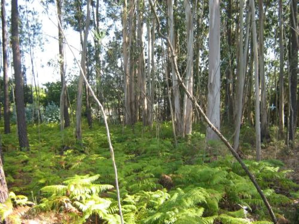 Moradia T4 para Venda em São Miguel do Souto e Mosteirô Foto 5