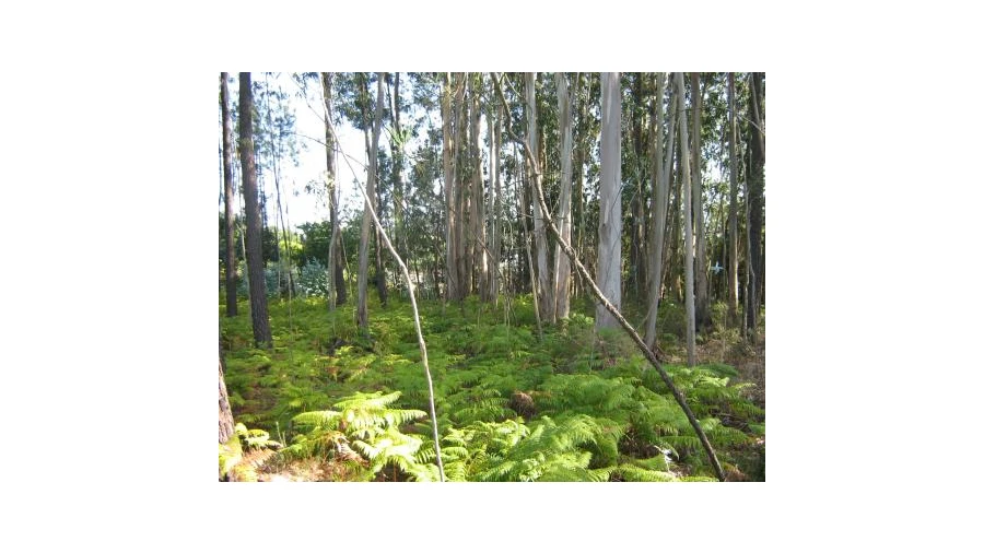 Moradia T4 para Venda em São Miguel do Souto e Mosteirô Foto 5