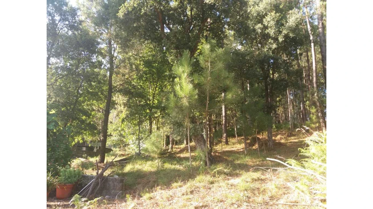 Terreno para Venda em Escariz Foto 1