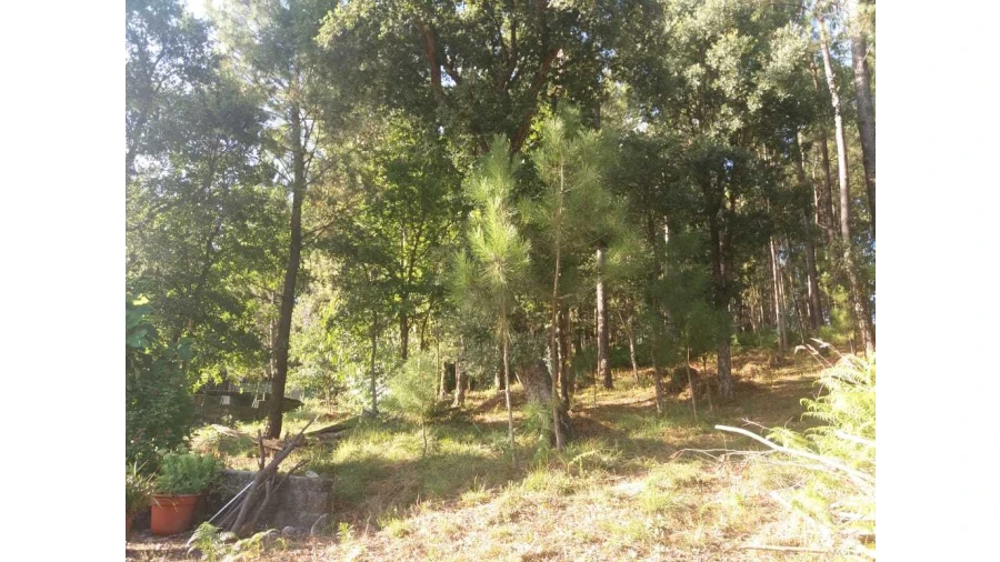 Terreno para Venda em Escariz Foto 1