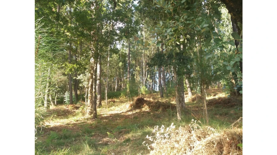 Terreno para Venda em Escariz Foto 4