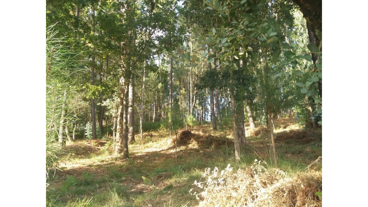 Terreno para Venda em Escariz Foto 4