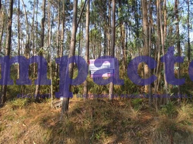 Terreno para Venda em Caldas de São Jorge e Pigeiros