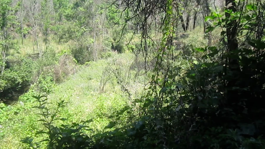 Moradia T2 para Venda em Raiva, Pedorido e Paraíso Foto 18