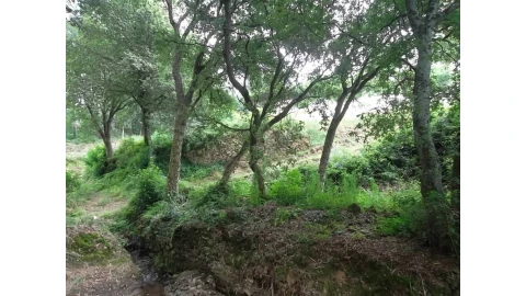 Terreno para Venda em Vila de Cucujães