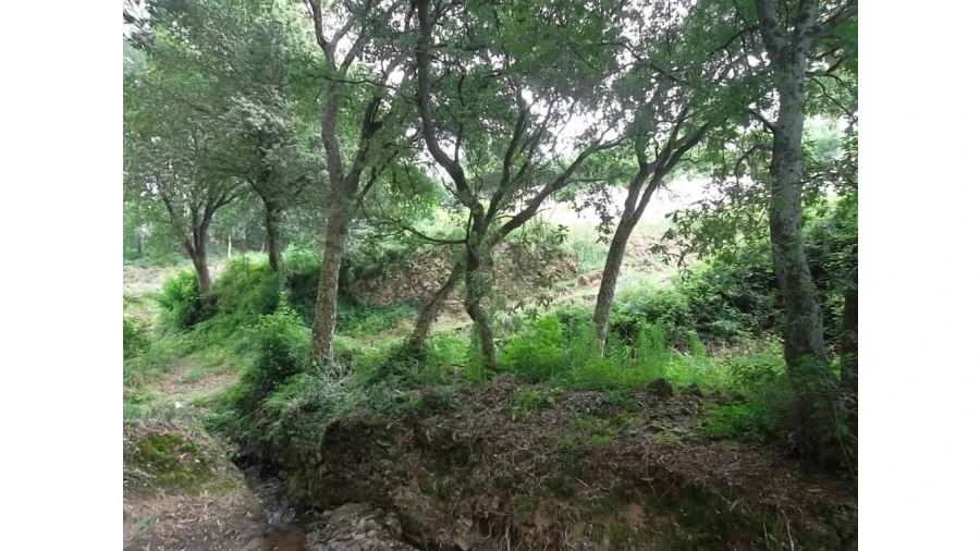 Terreno para Venda em Vila de Cucujães Foto 2