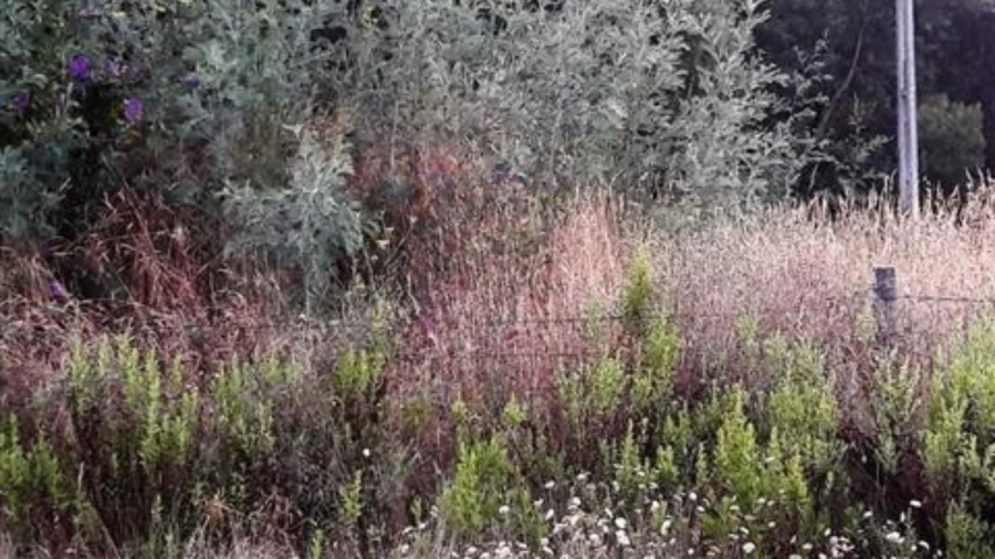 Terreno para Venda em O. Azeméis, Riba-Ul, Ul, Macinhata Seixa, Madail Foto 3