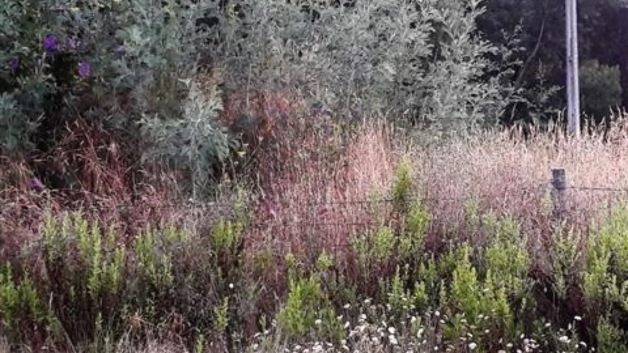Terreno para Venda em O. Azeméis, Riba-Ul, Ul, Macinhata Seixa, Madail Foto 3