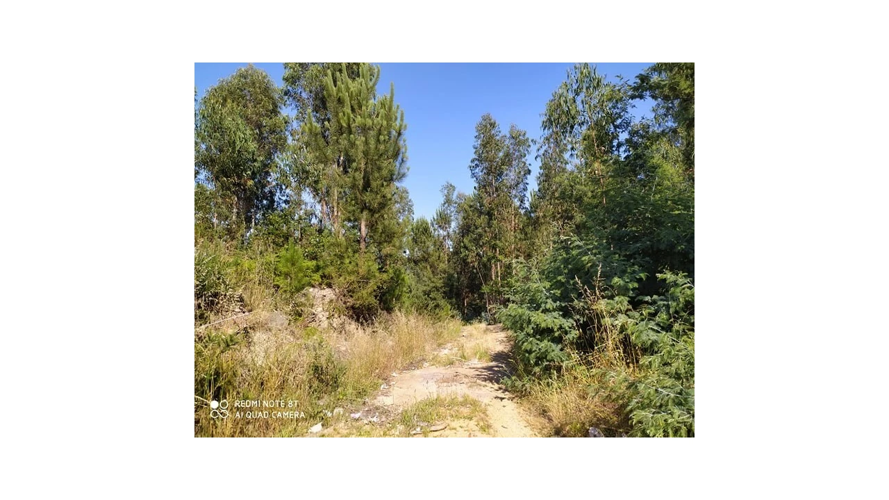 Terreno para Venda em Carregosa Foto 6