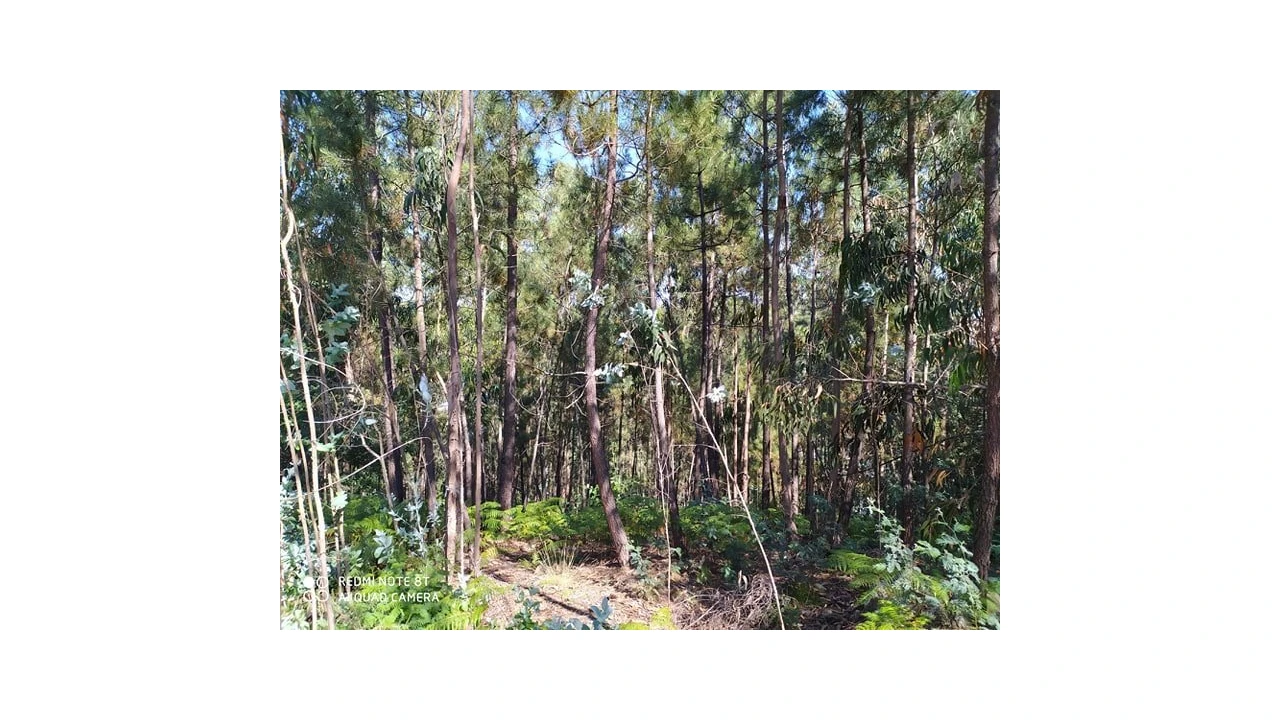 Terreno para Venda em Carregosa Foto 4