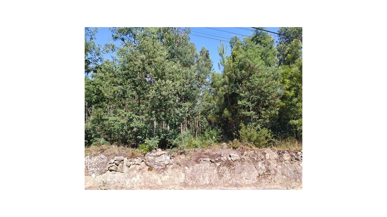 Terreno para Venda em Carregosa Foto 3