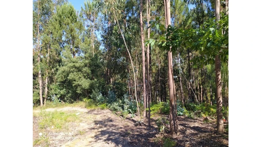 Terreno para Venda em Carregosa Foto 5