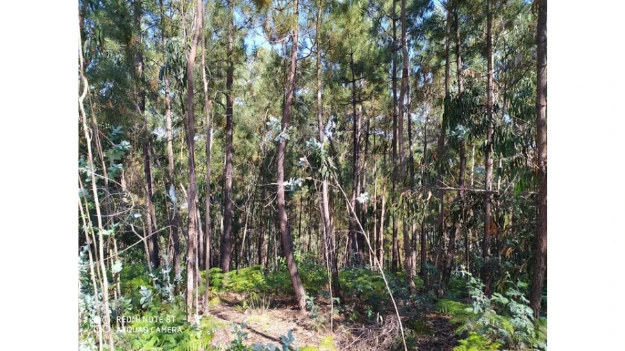 Terreno para Venda em Carregosa Foto 4