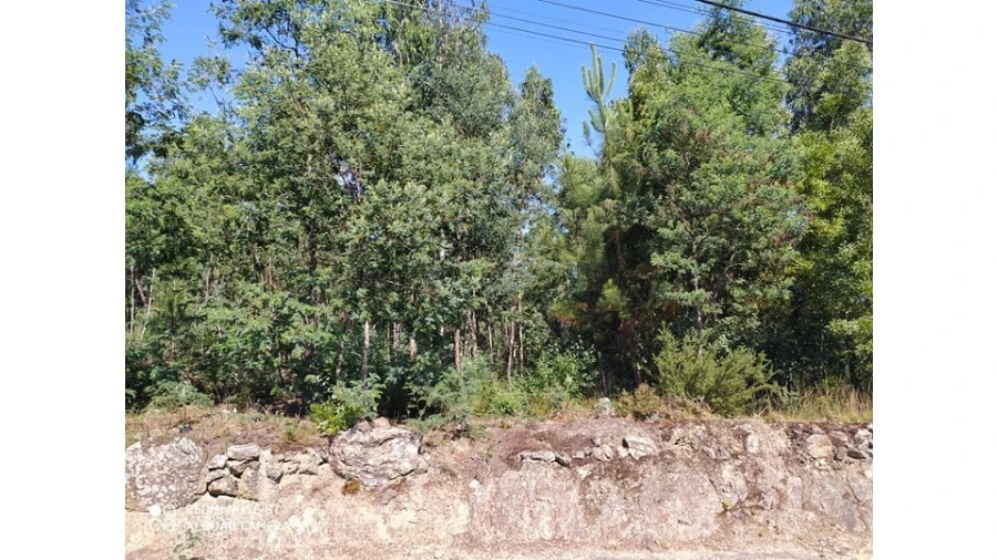Terreno para Venda em Carregosa Foto 3