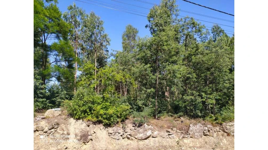 Terreno para Venda em Carregosa Foto 2