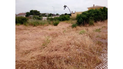 Terreno para Venda em Torreira