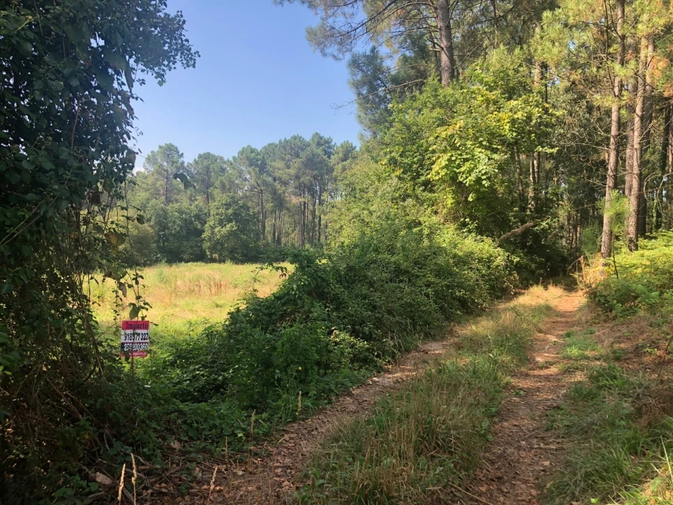 Terreno para Venda em Caldas de São Jorge e Pigeiros Foto 3