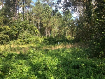 Terreno para Venda em Caldas de São Jorge e Pigeiros