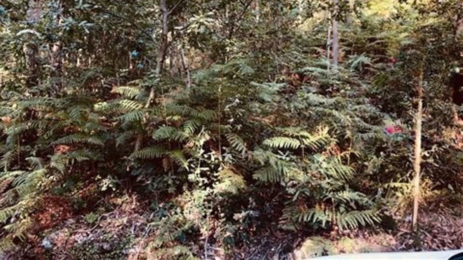 Terreno para Venda em Romariz Foto 3