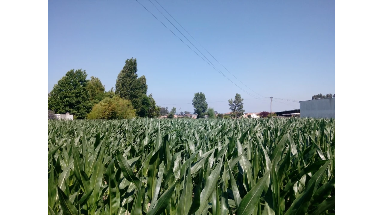 Terreno para Venda em Pardilho Foto 4