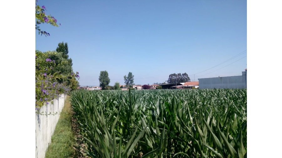 Terreno para Venda em Pardilho Foto 3