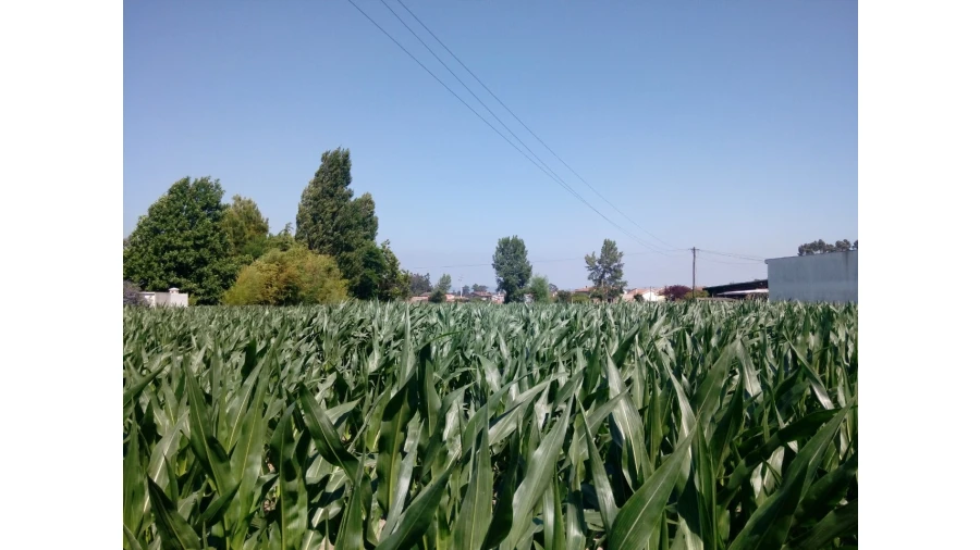 Terreno para Venda em Pardilho Foto 4