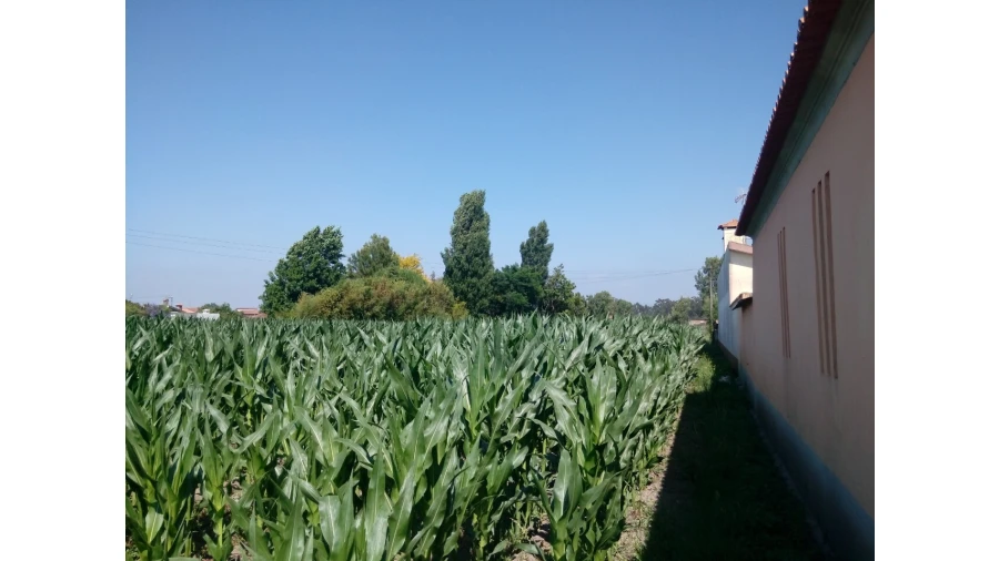 Terreno para Venda em Pardilho Foto 5
