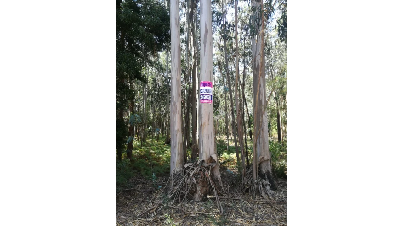 Terreno para Venda em Avanca Foto 3