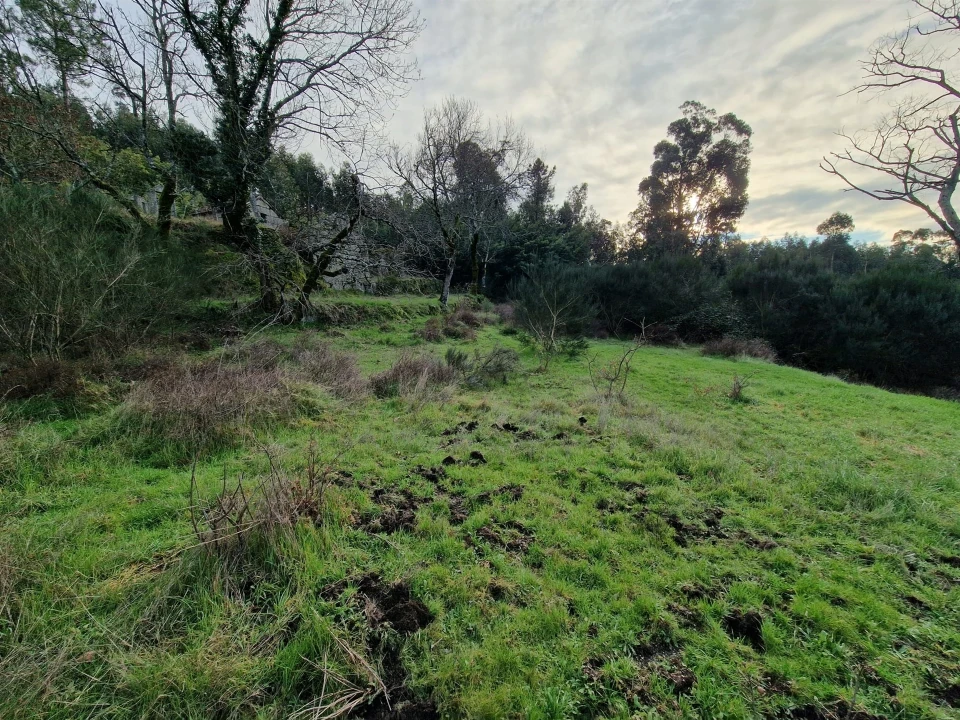 Quinta T0 para Venda em Várzea, Aliviada e Folhada Foto 9