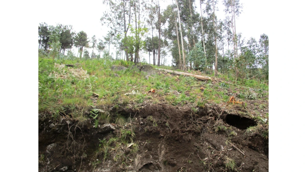 Terreno para Venda em Guilhofrei Foto 4
