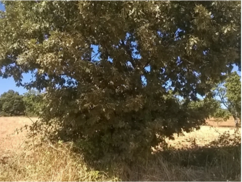 Terreno para Venda em Vilar de Ossos Foto 5