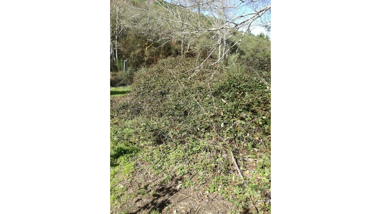 Terreno para Venda em Pias Foto 6