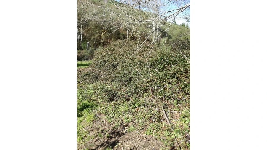 Terreno para Venda em Pias Foto 6