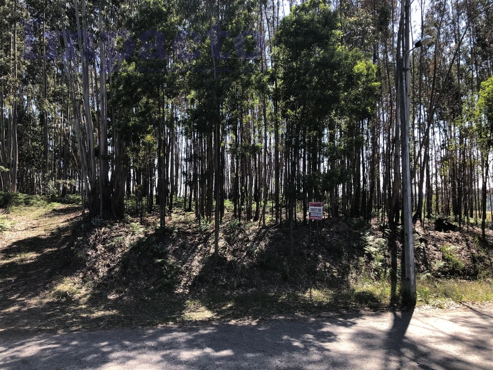 Terreno Agricola ou Rústico para Venda em Canedo, Vale e Vila Maior Foto 6