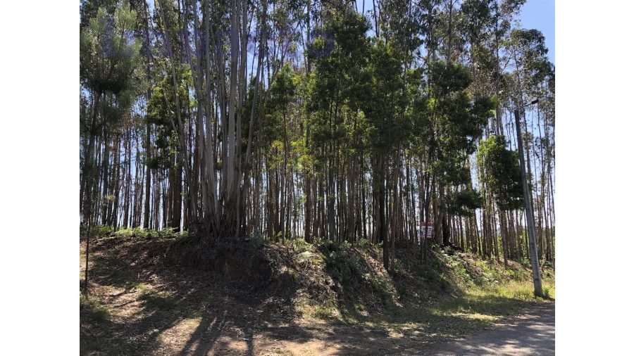 Terreno Agricola ou Rústico para Venda em Canedo, Vale e Vila Maior Foto 3