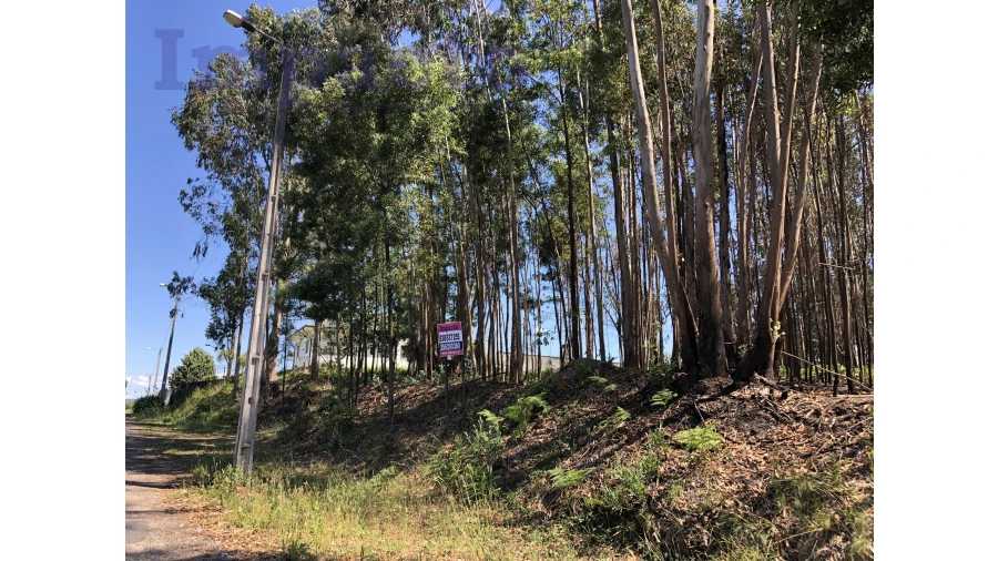 Terreno Agricola ou Rústico para Venda em Canedo, Vale e Vila Maior Foto 2