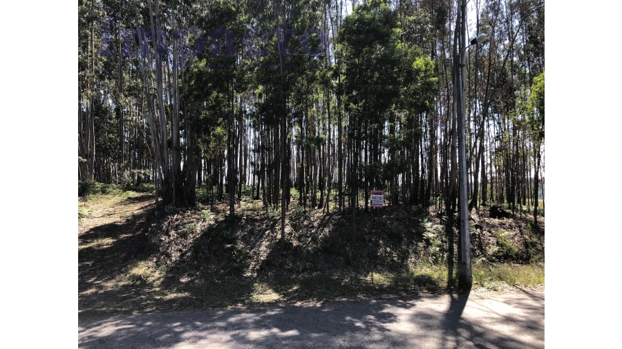Terreno Agricola ou Rústico para Venda em Canedo, Vale e Vila Maior Foto 6