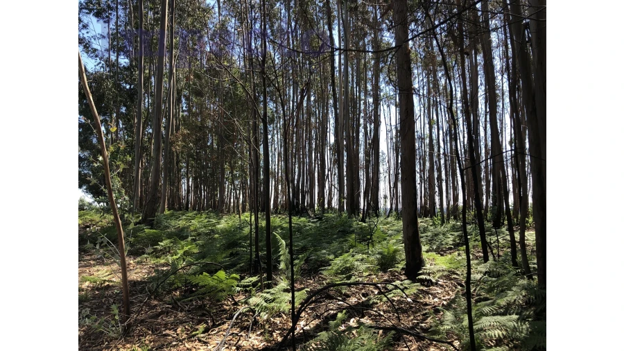 Terreno Agricola ou Rústico para Venda em Canedo, Vale e Vila Maior Foto 4