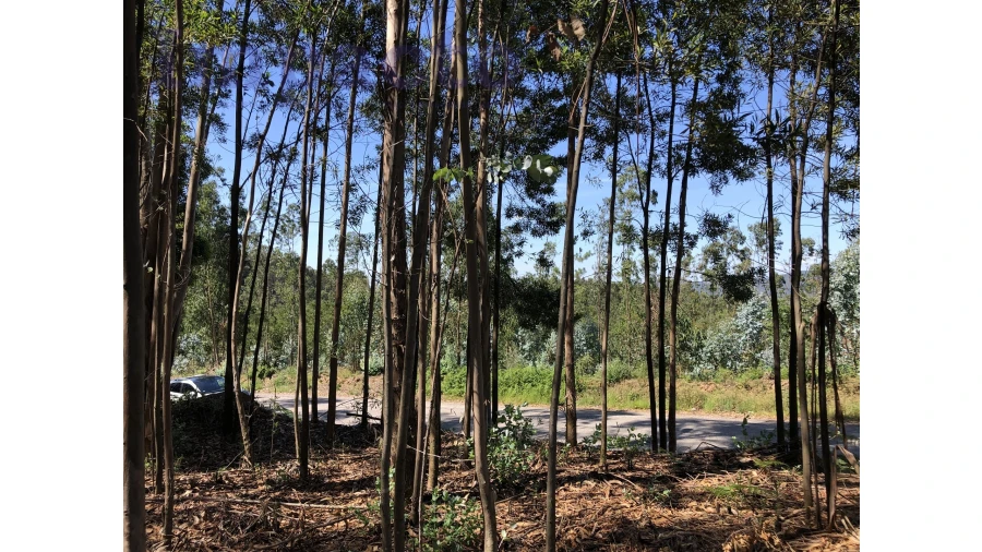 Terreno Agricola ou Rústico para Venda em Canedo, Vale e Vila Maior Foto 5